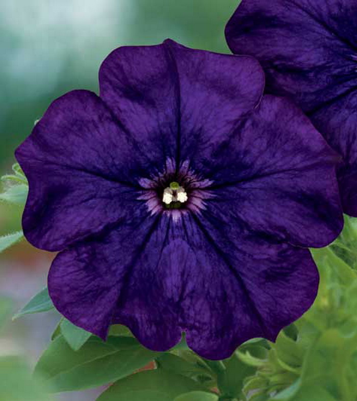 Петуния Сурфиния Дарк Вайлет